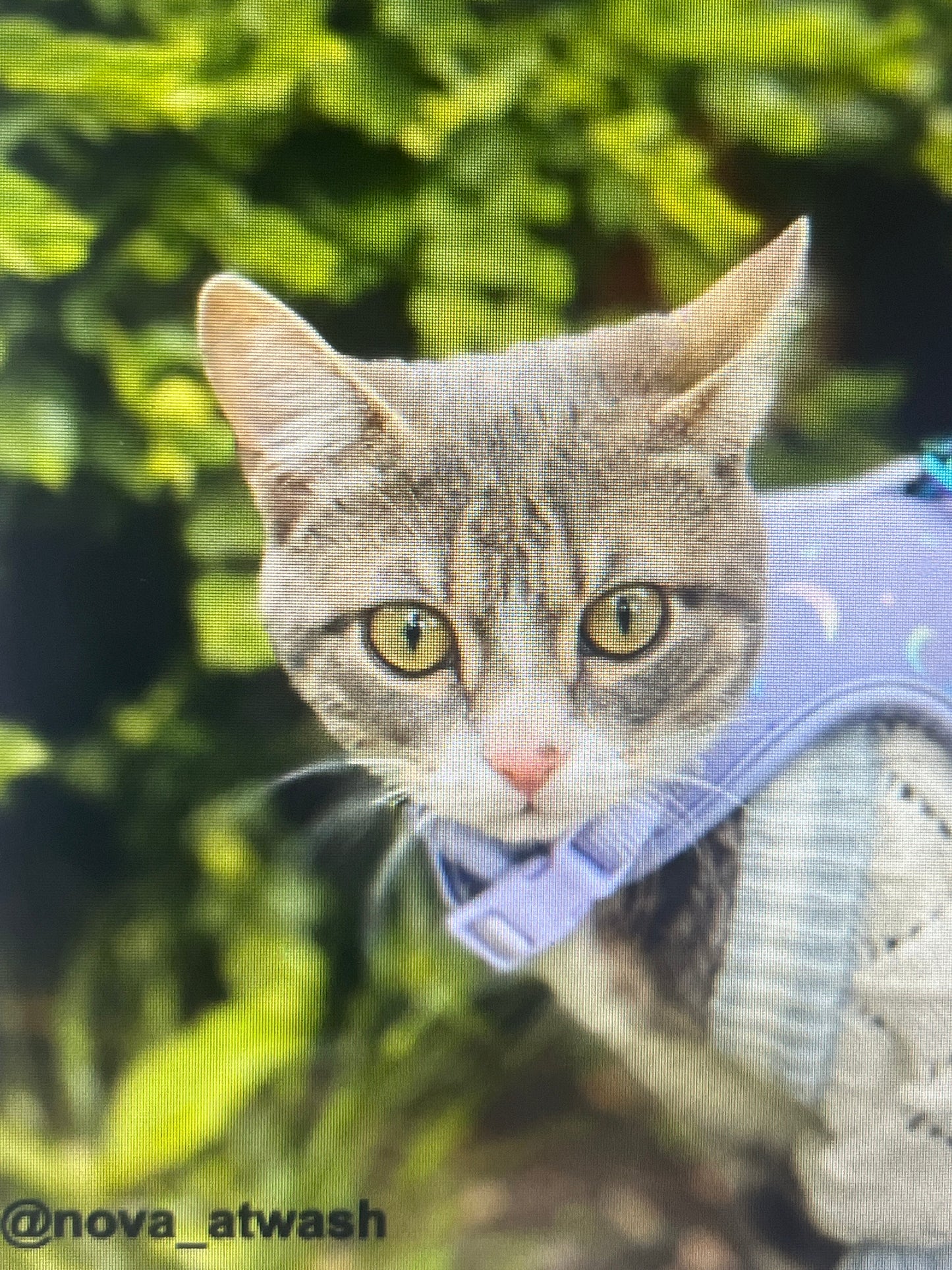 Nova cat sticker