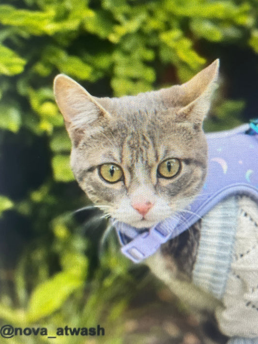 Nova cat sticker